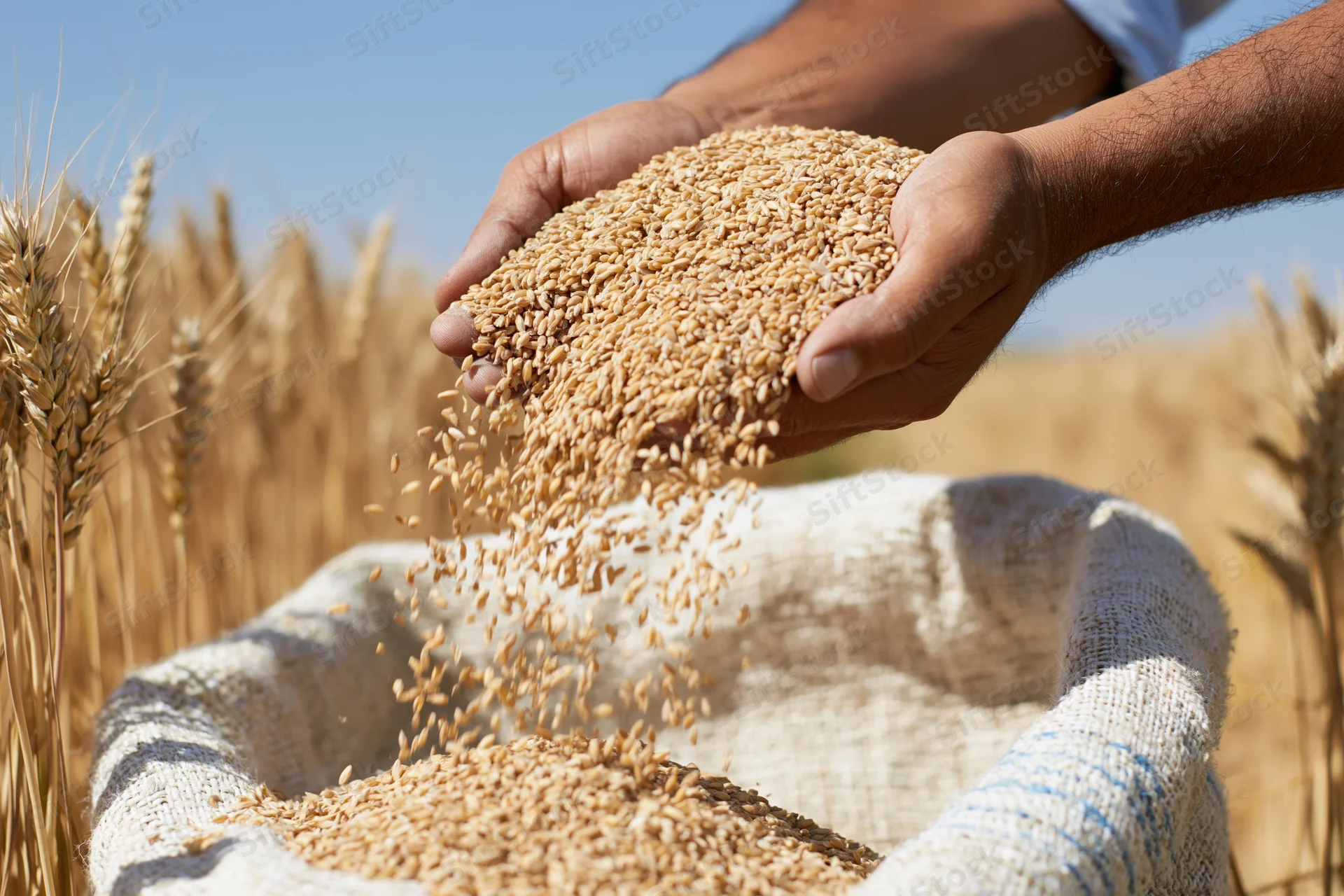 Hands pouring wheat grains into a burlap sack in a golden field