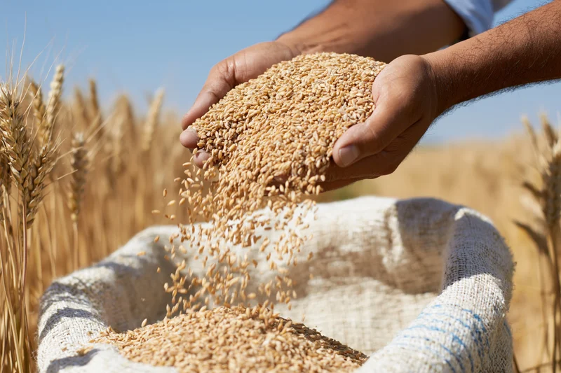 Hands pouring wheat grains into a burlap sack in a golden field