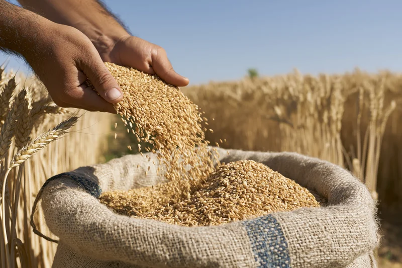 Hands pouring wheat grains into a burlap sack in a golden field