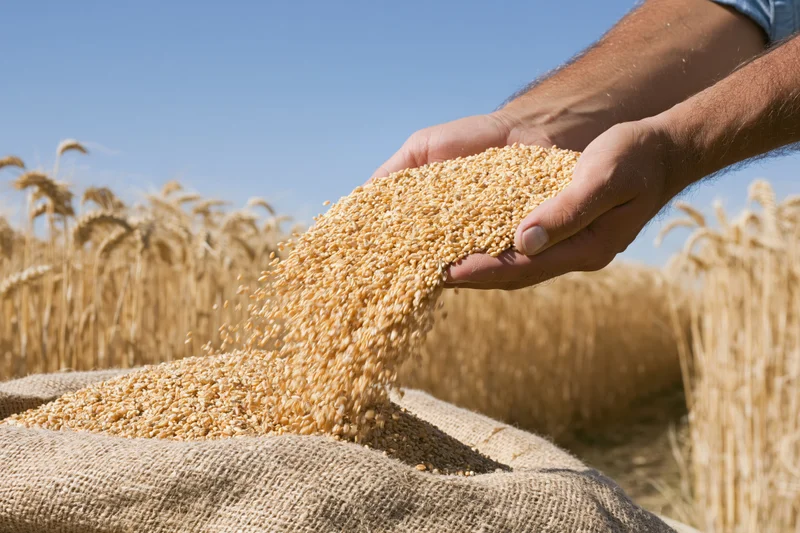 Hands pouring golden wheat grains into a burlap sack in a sunlit field