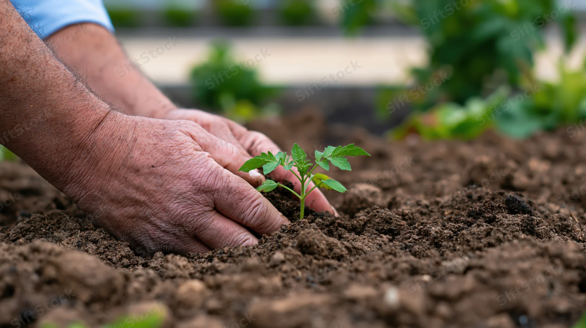 Weathered hands planting a tomato seedling in rich soil in a garden