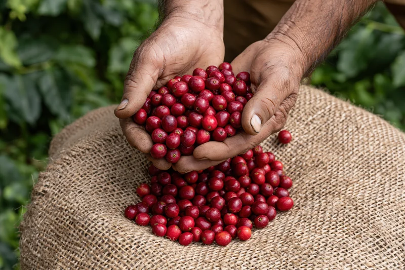 Weathered hands holding red coffee beans over a burlap sack in a farm setting