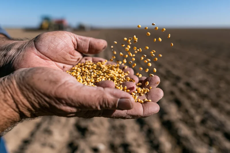 Weathered hands holding and sprinkling wheat grains over a tilled field with a tractor in the background