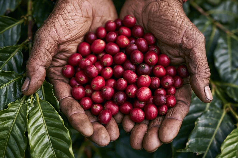 Weathered hands holding red coffee cherries among green leaves on a coffee plant