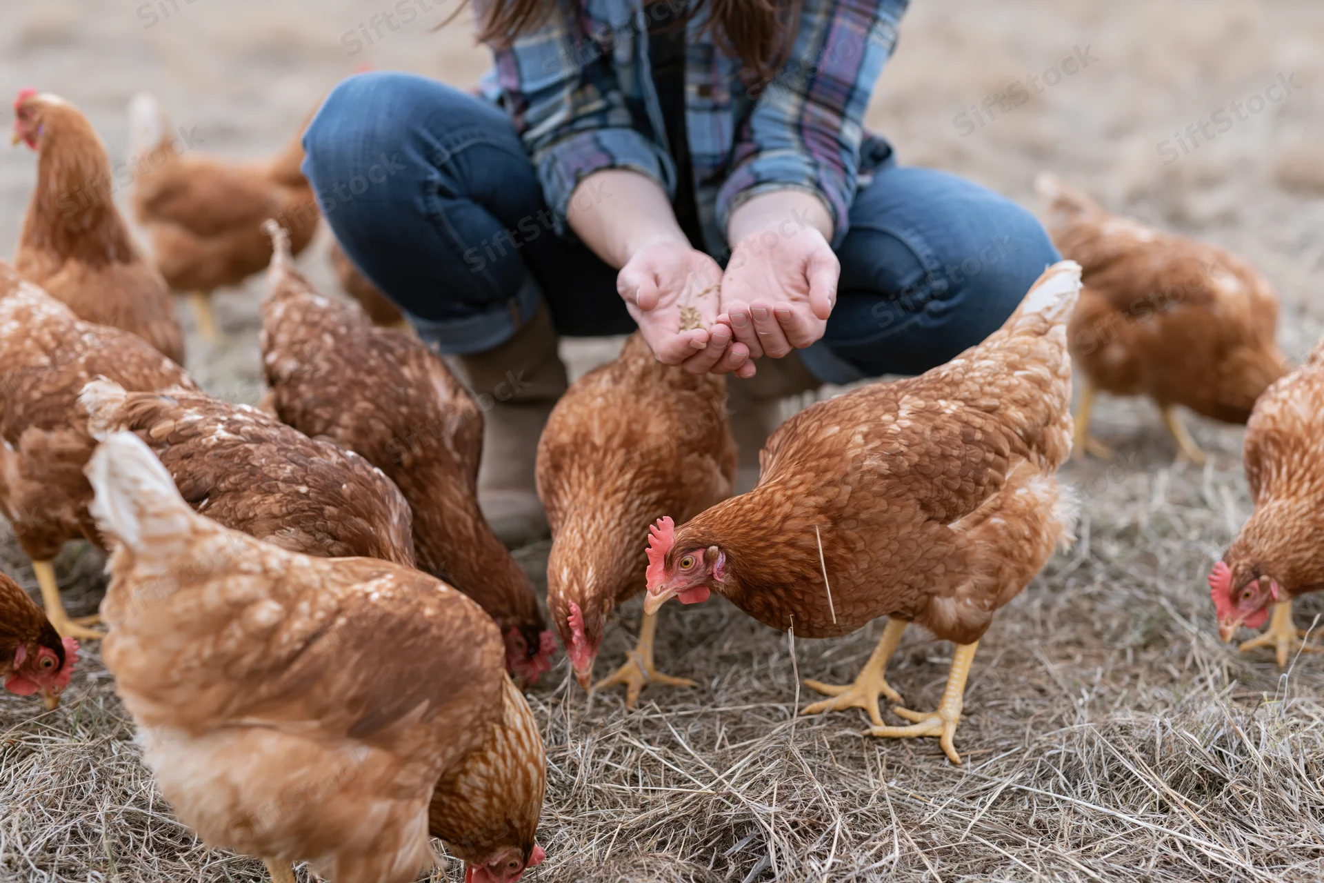 Woman crouching and feeding chickens on a dry farm field