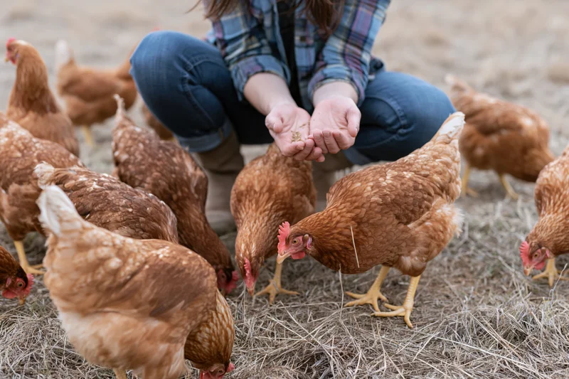 Woman crouching and feeding chickens on a dry farm field