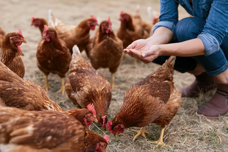 Stock style hyper realistic photo. Person crouches in dry field