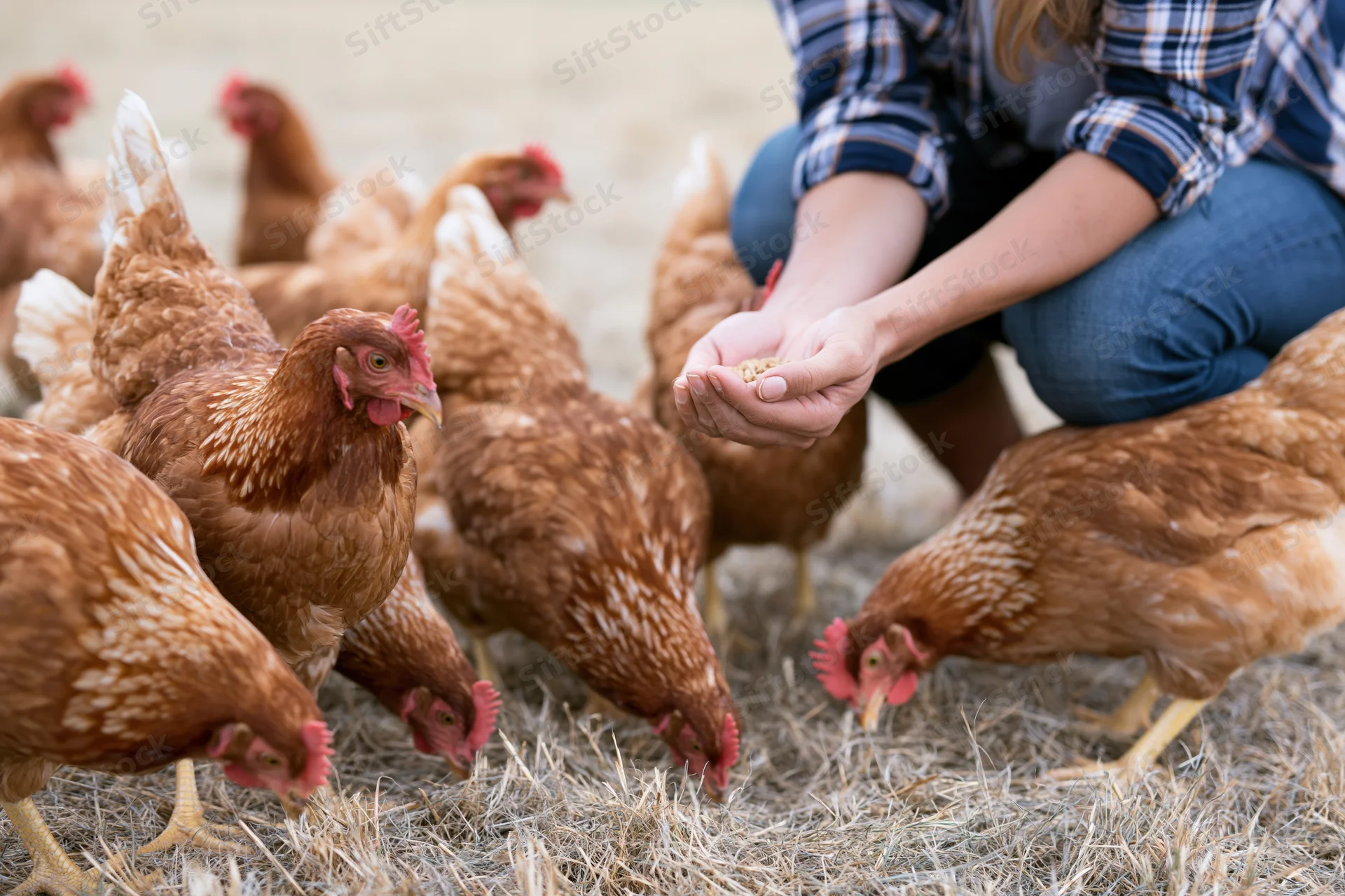Woman crouching and feeding chickens on a dry hay-covered farm field