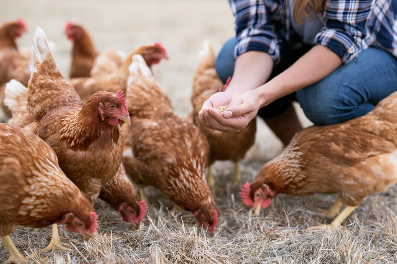 Woman crouching and feeding chickens on a dry hay-covered farm field