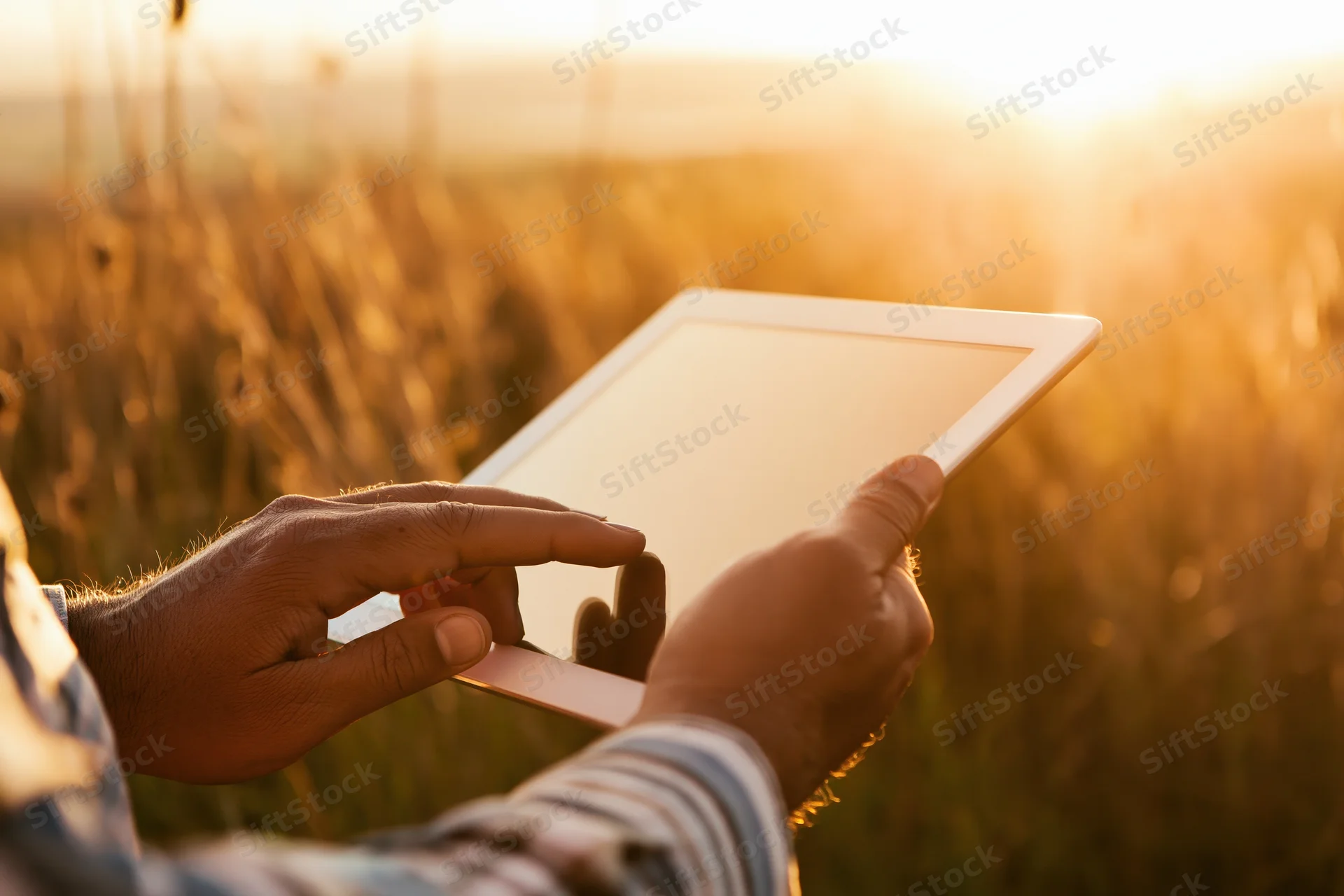 Farmer using tablet in a golden field at sunset