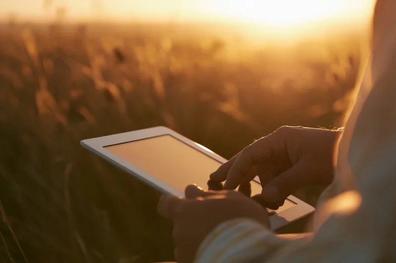 Farmer using tablet in wheat field at sunset