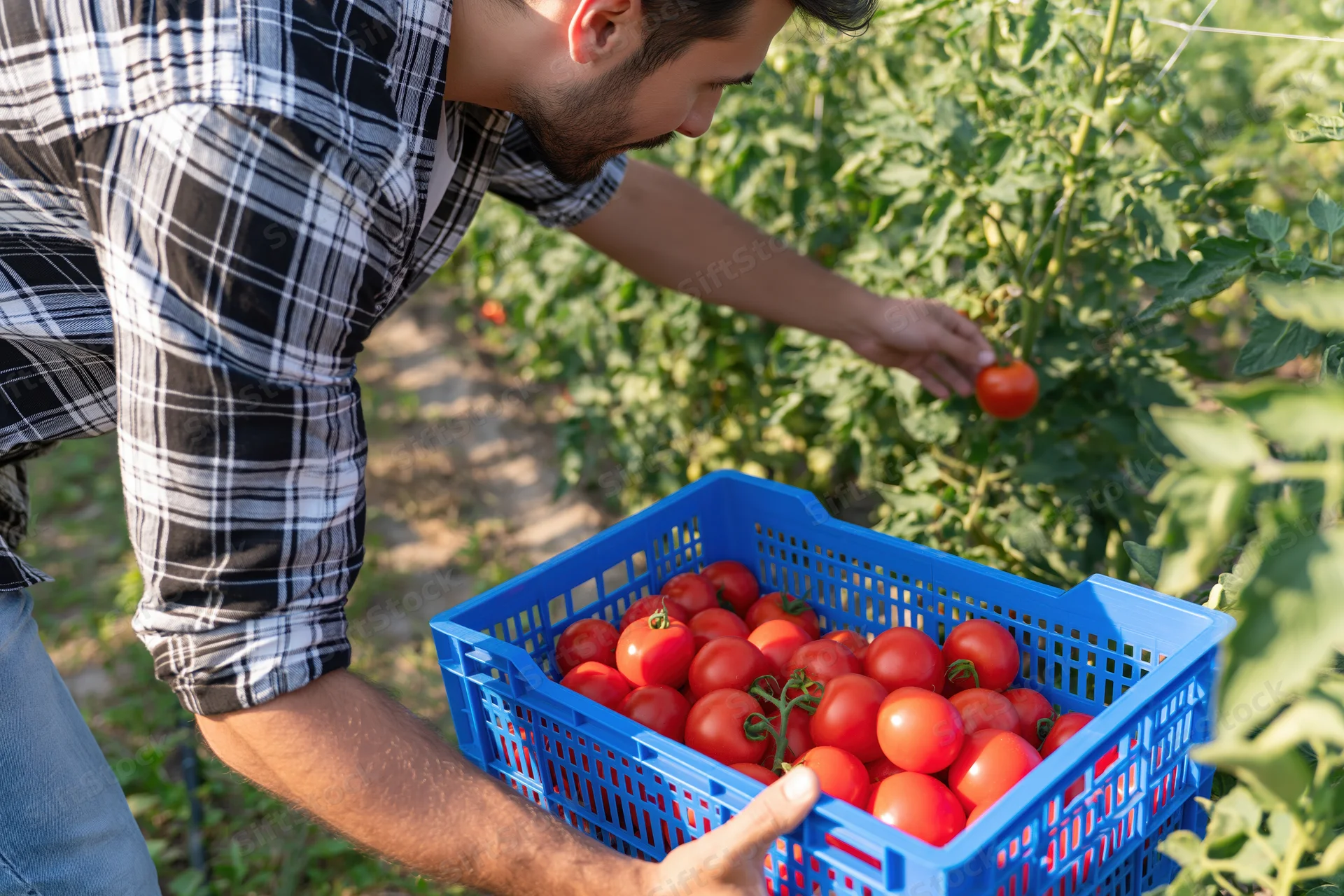Young man harvesting ripe tomatoes into a blue crate in a sunlit garden