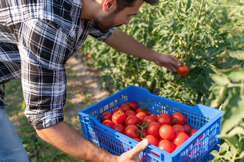 Young man harvesting ripe tomatoes into a blue crate in a sunlit garden