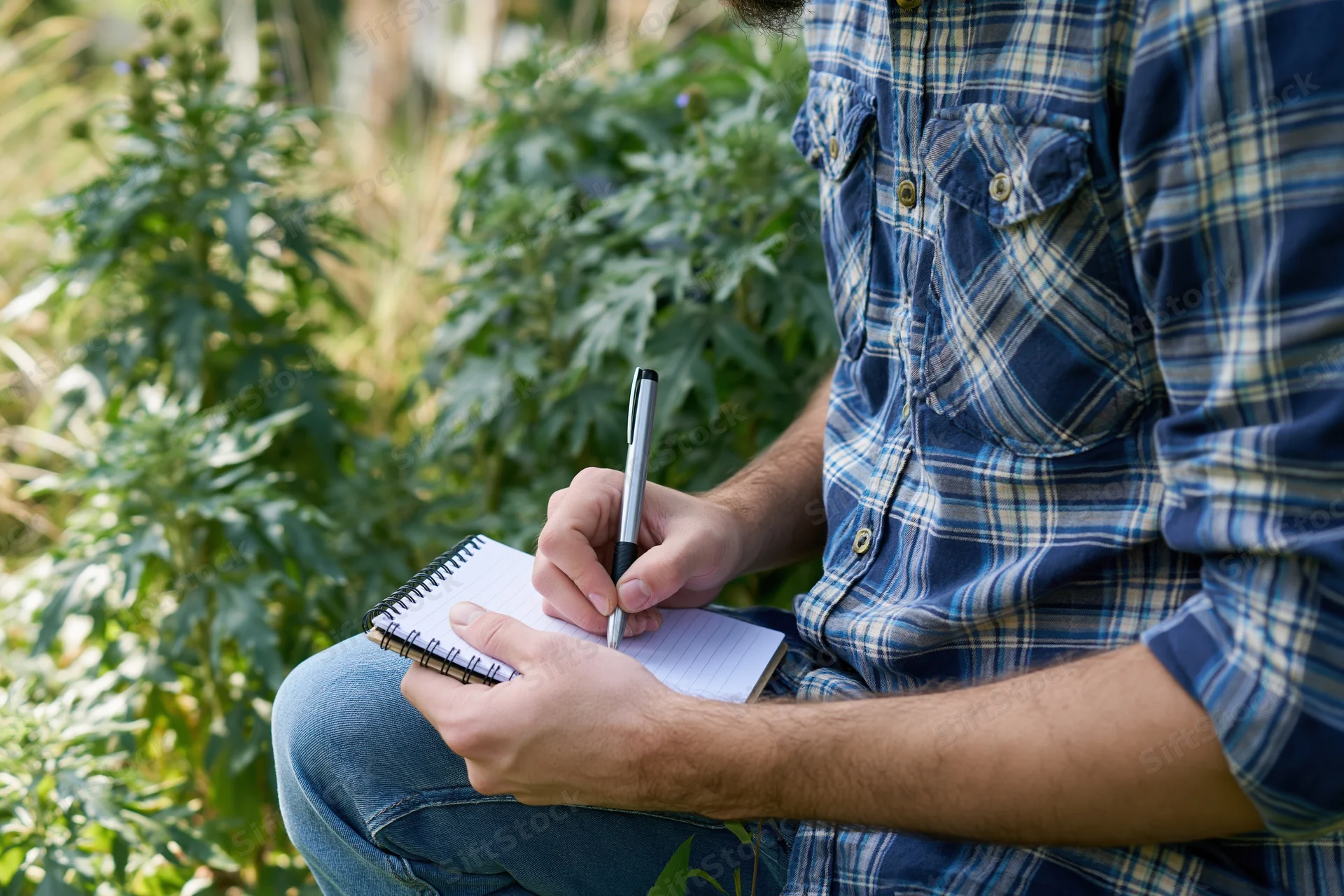 Man writing in notebook while observing cannabis plants in garden