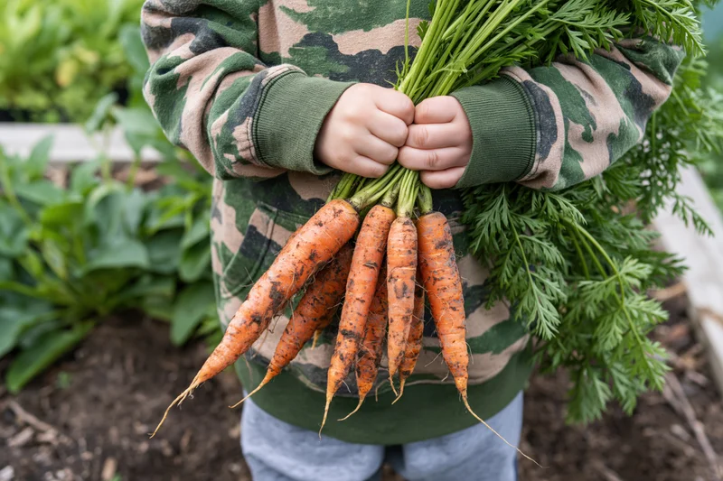 Child holding freshly harvested carrots in a garden