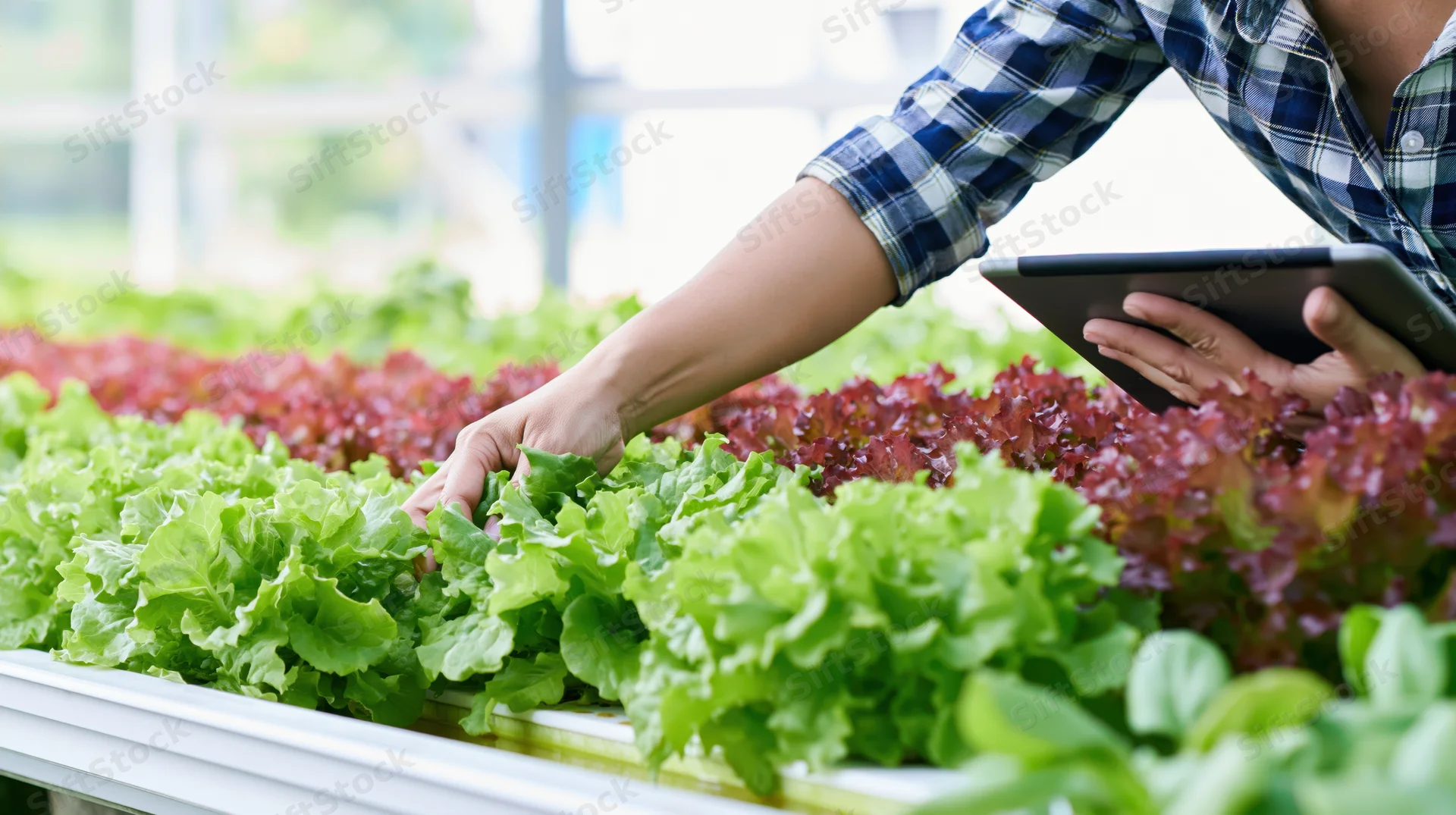 Woman inspecting lettuce crops in a greenhouse with a tablet