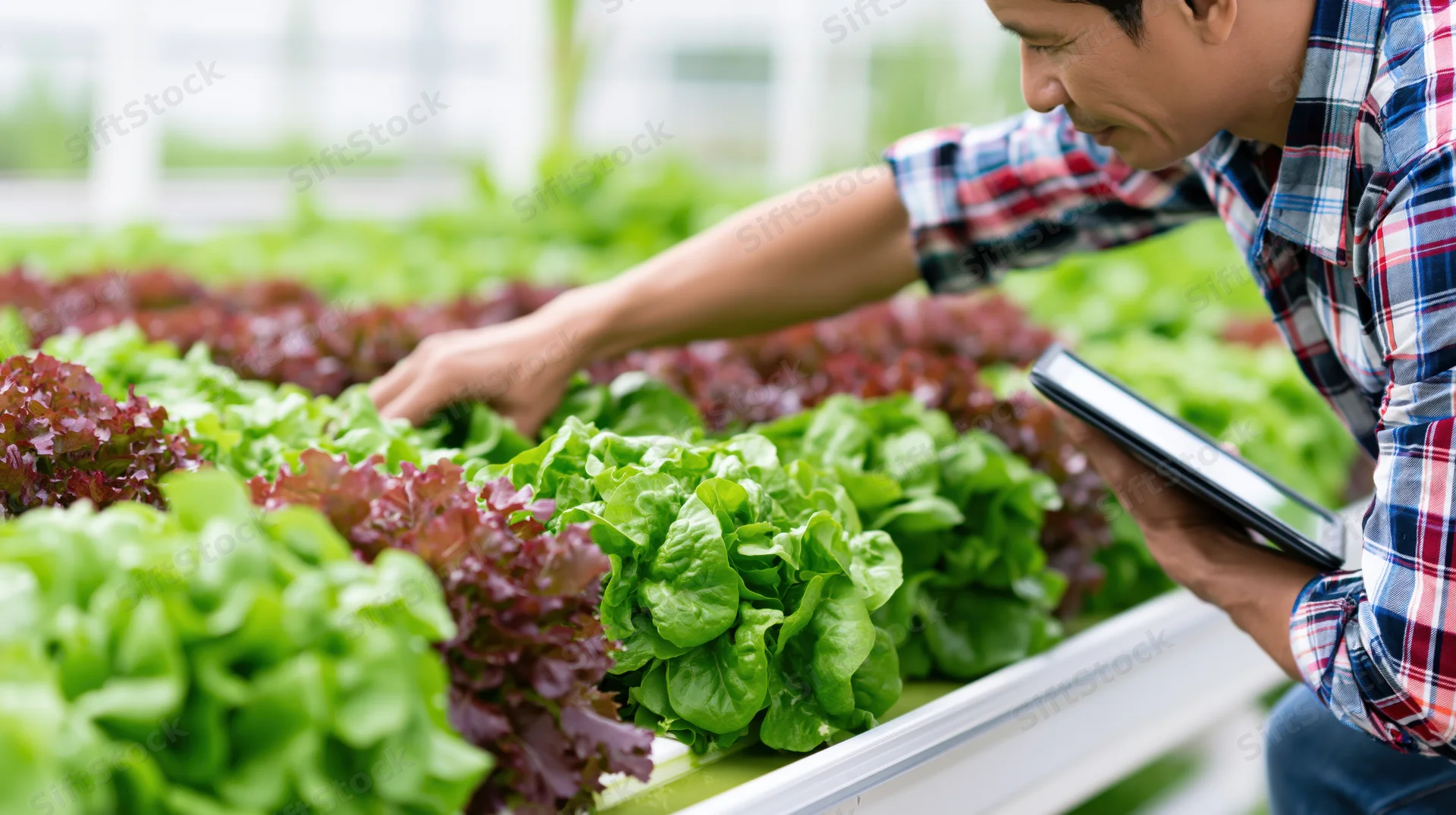 Man inspecting lettuce crops in greenhouse with tablet