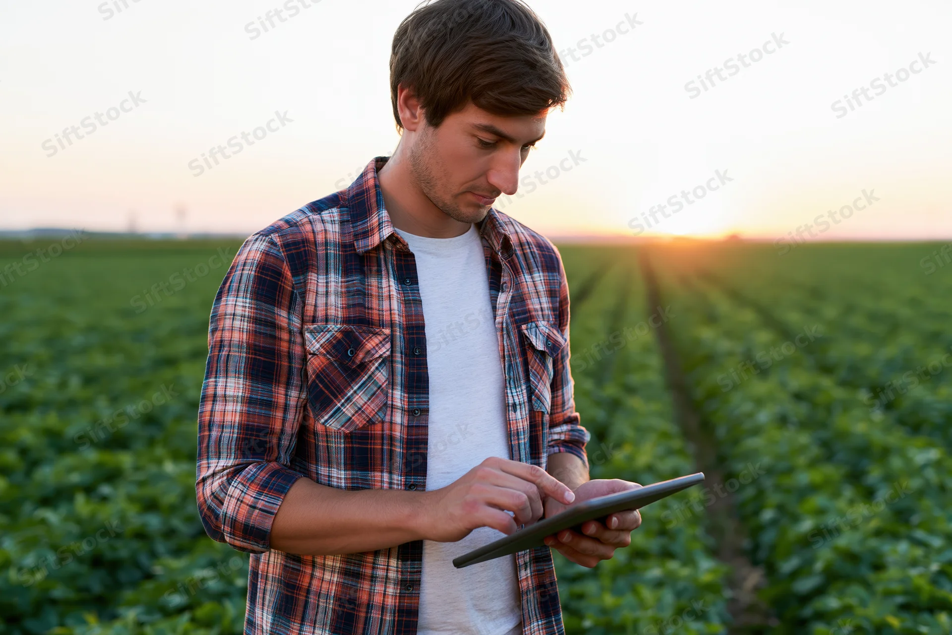 Young man in plaid shirt using tablet in a green crop field at sunset