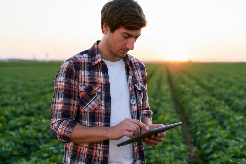 Young man in plaid shirt using tablet in a green crop field at sunset