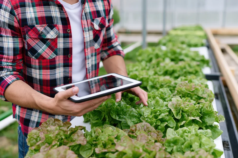 Farmer using tablet to inspect lettuce rows in greenhouse