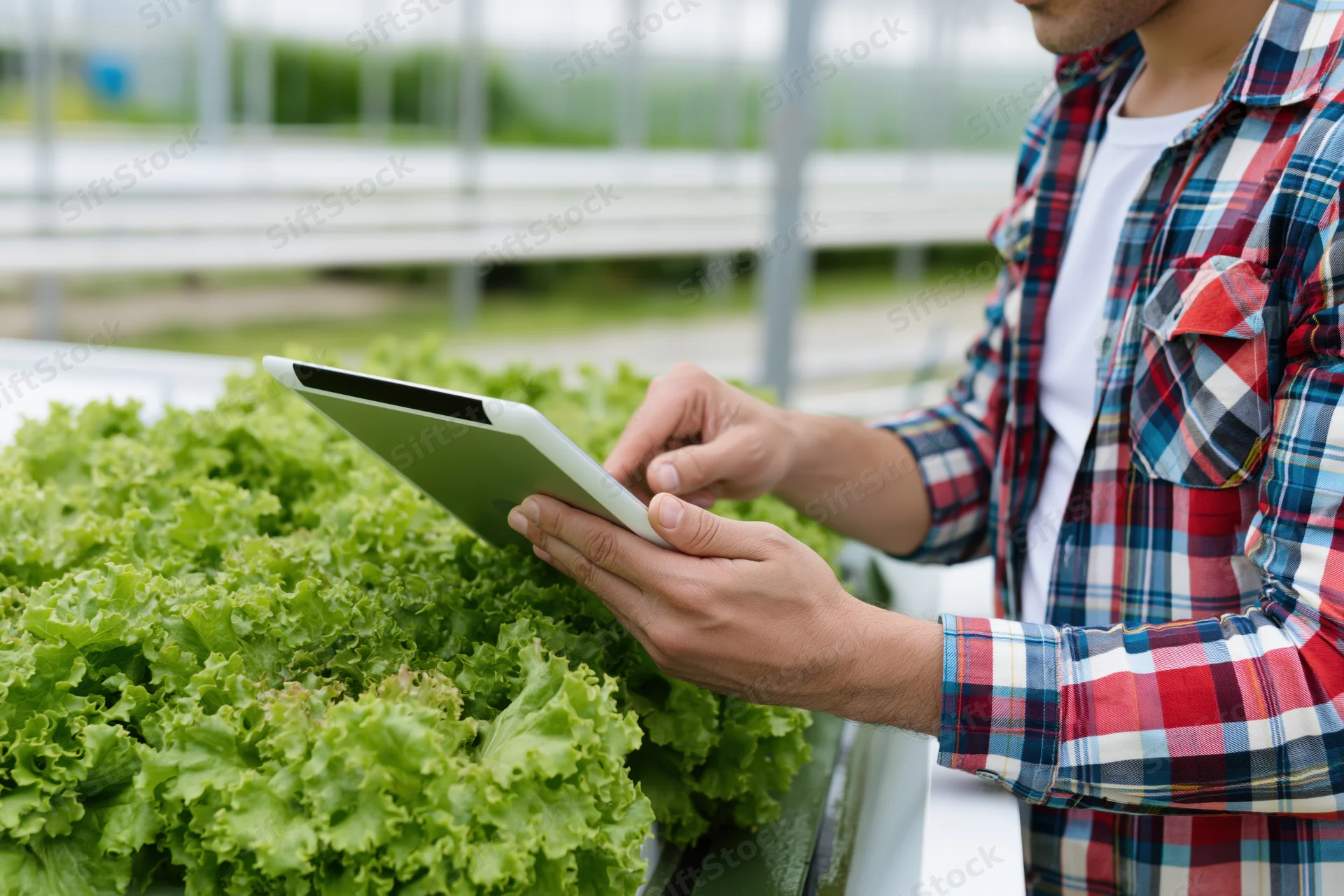 Man using tablet to inspect lettuce in greenhouse