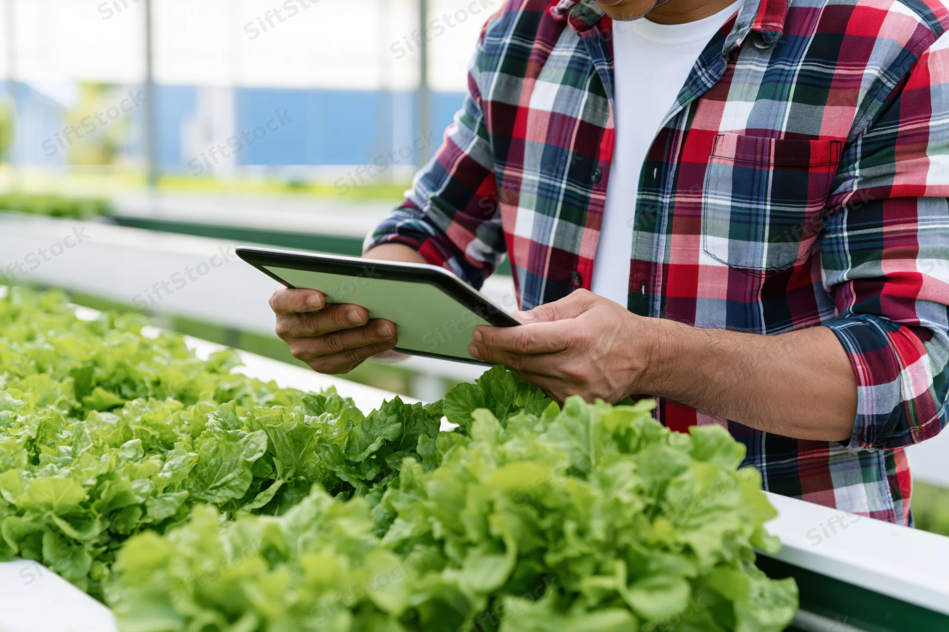 Man in plaid shirt using tablet to inspect lettuce in greenhouse
