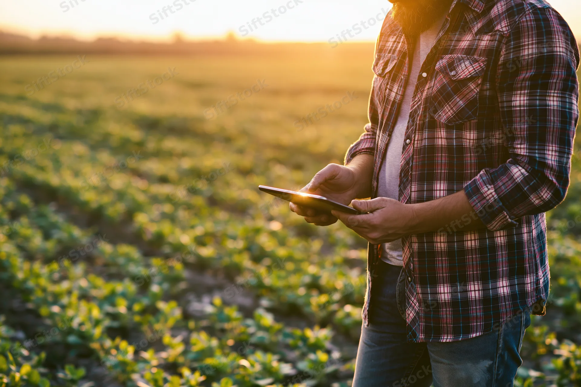 Man in plaid shirt using tablet in a field at sunset