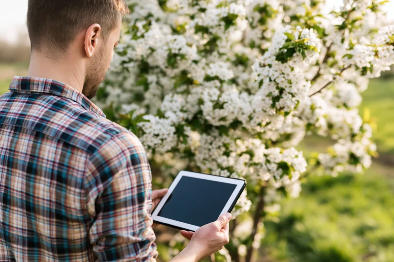 Man holding tablet outdoors near blooming apple tree in spring orchard