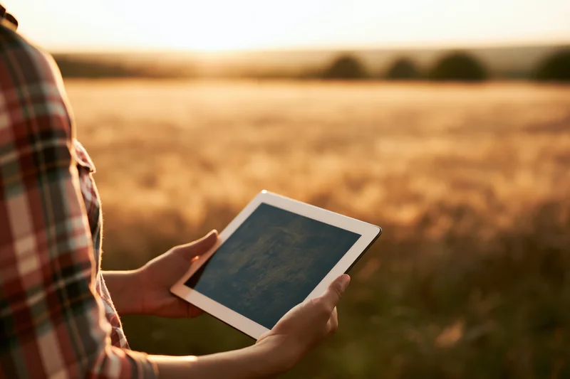 Woman holding tablet in wheat field at sunset