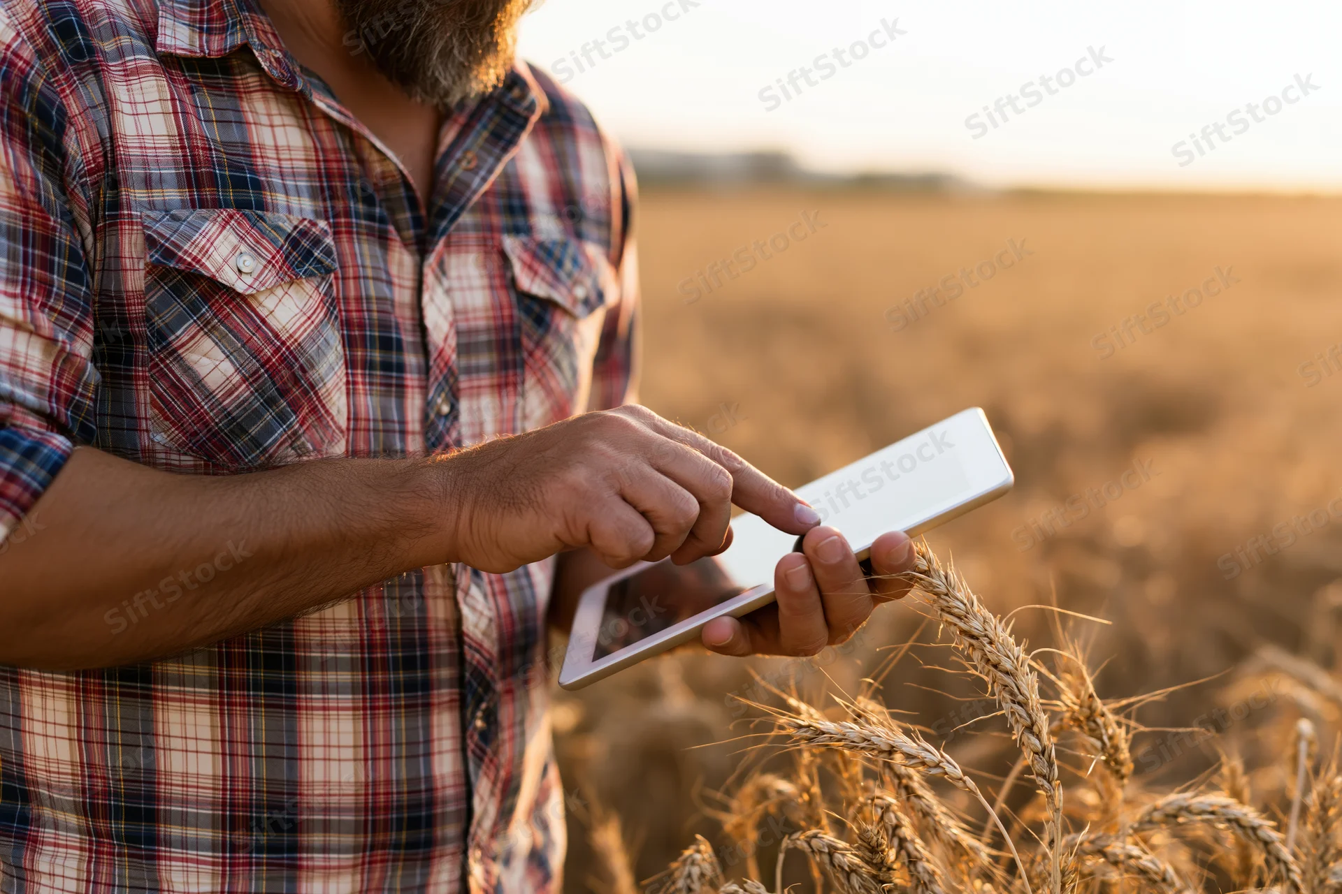Man in plaid shirt using tablet in wheat field at sunset