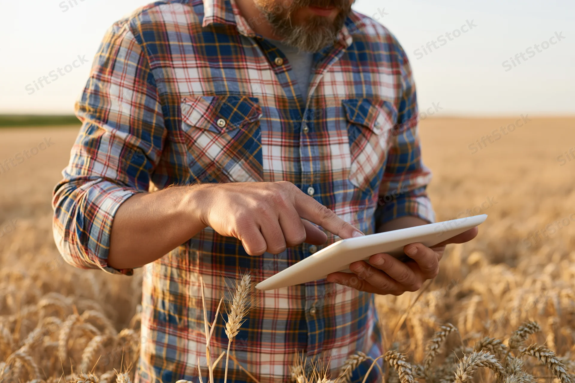 Man using tablet in wheat field during golden hour