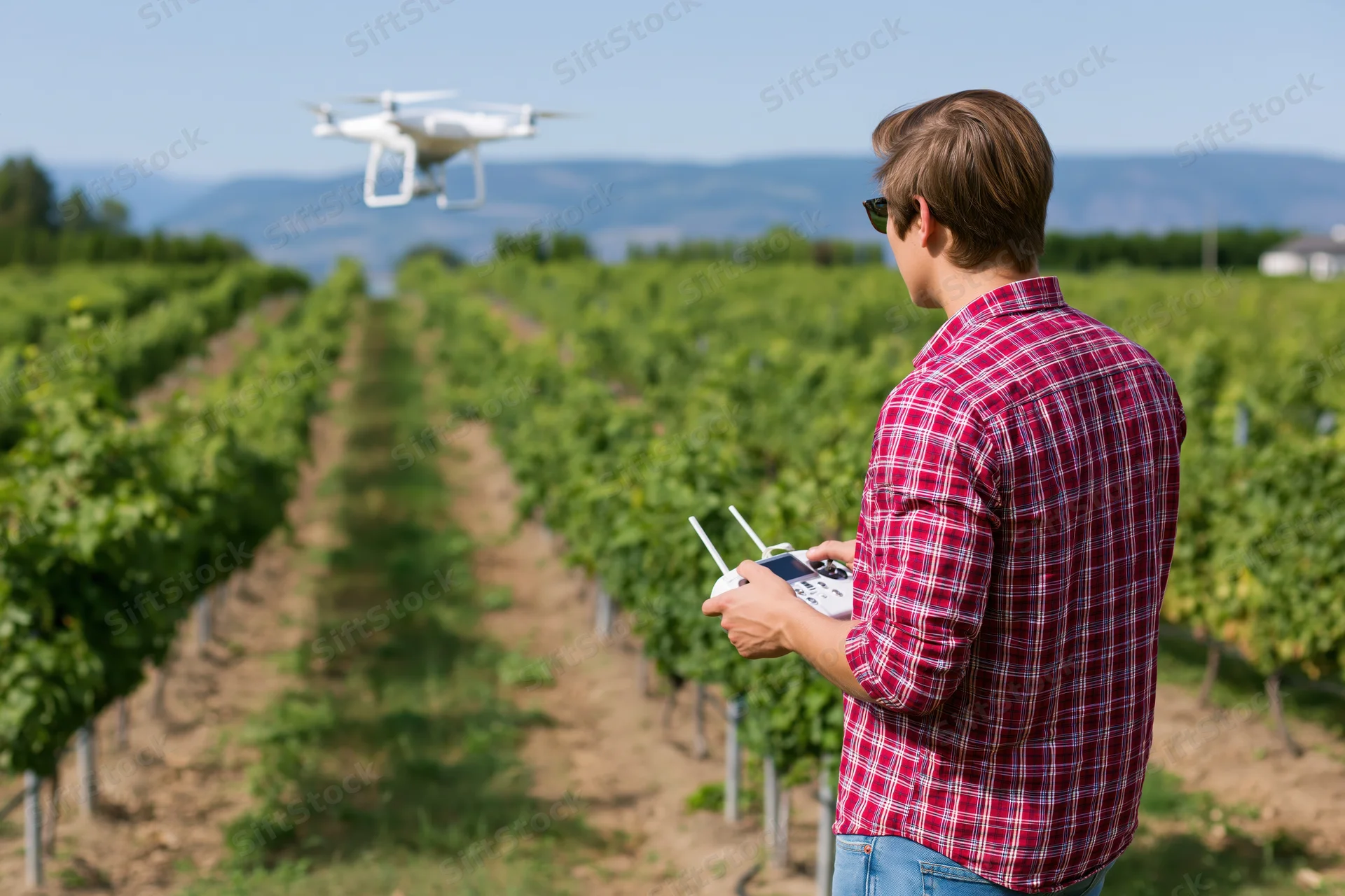 Young man operating a drone with remote control over rows of grapevines in a vineyard