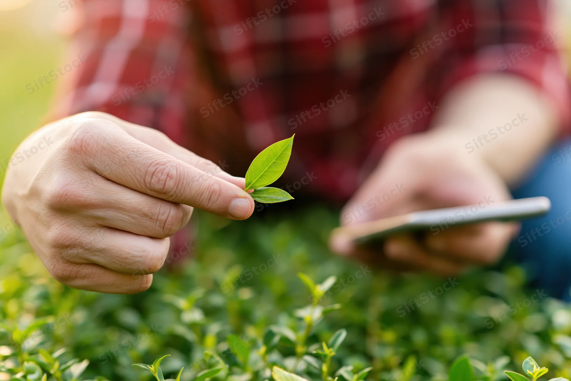 Person holding a leaf and smartphone while inspecting plants in a garden