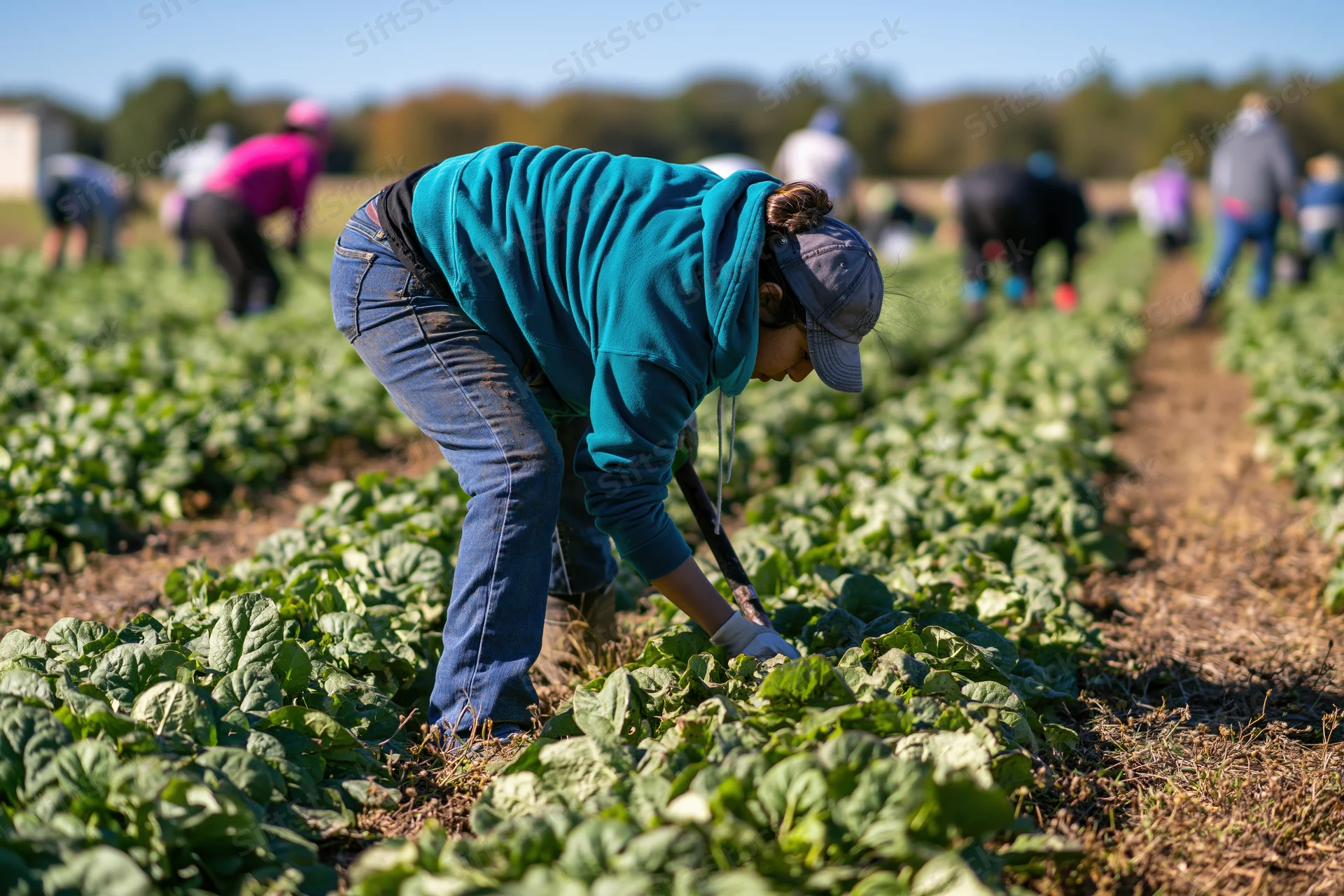 Woman harvesting leafy vegetables in a field with others working in rows behind her