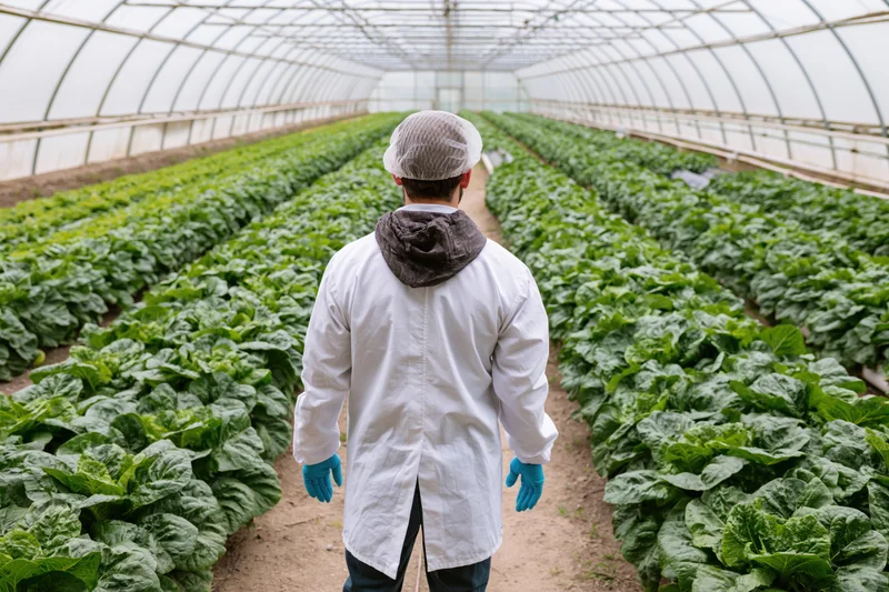 Man in white lab coat and hairnet walking between rows of leafy green crops in a greenhouse