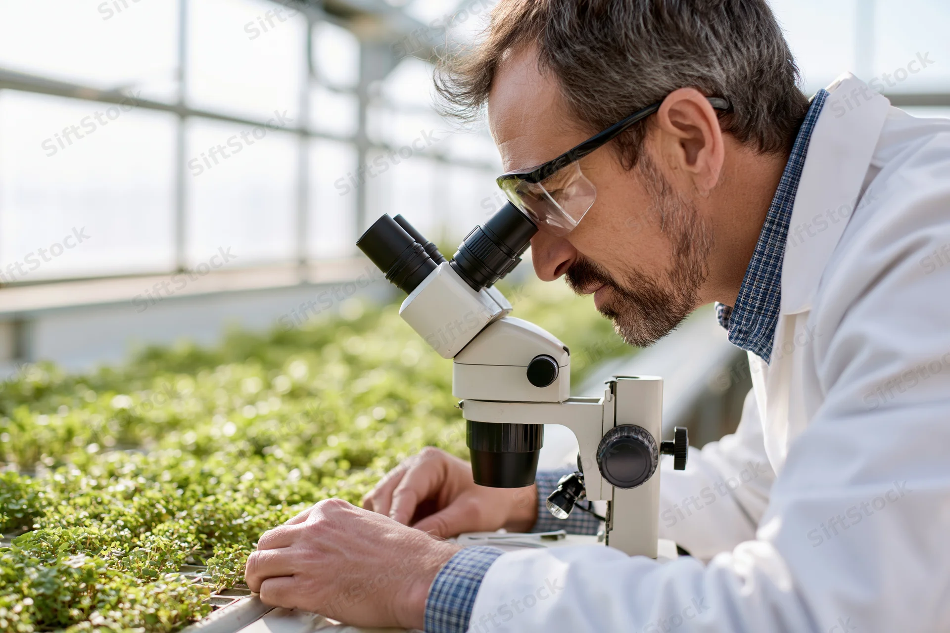 Scientist examining plant seedlings with microscope in greenhouse