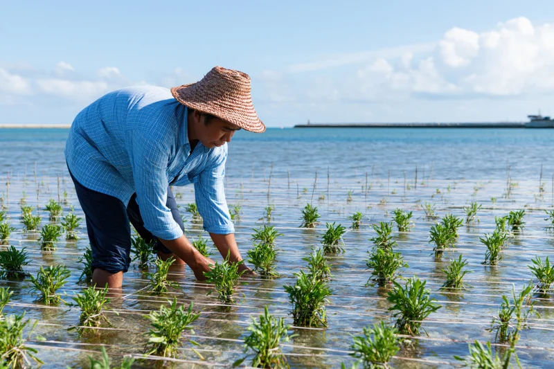 Farmer bending to plant seaweed seedlings in shallow ocean water near shore