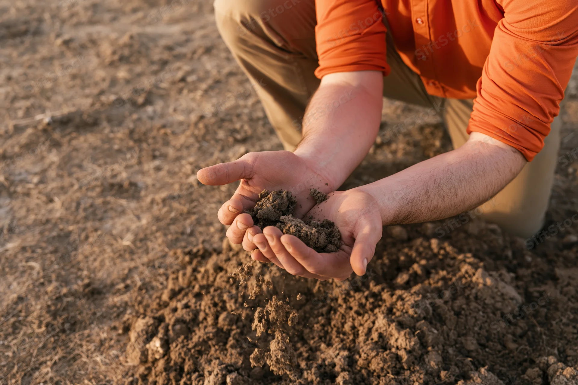 Farmer holding soil in hands while crouching in a field