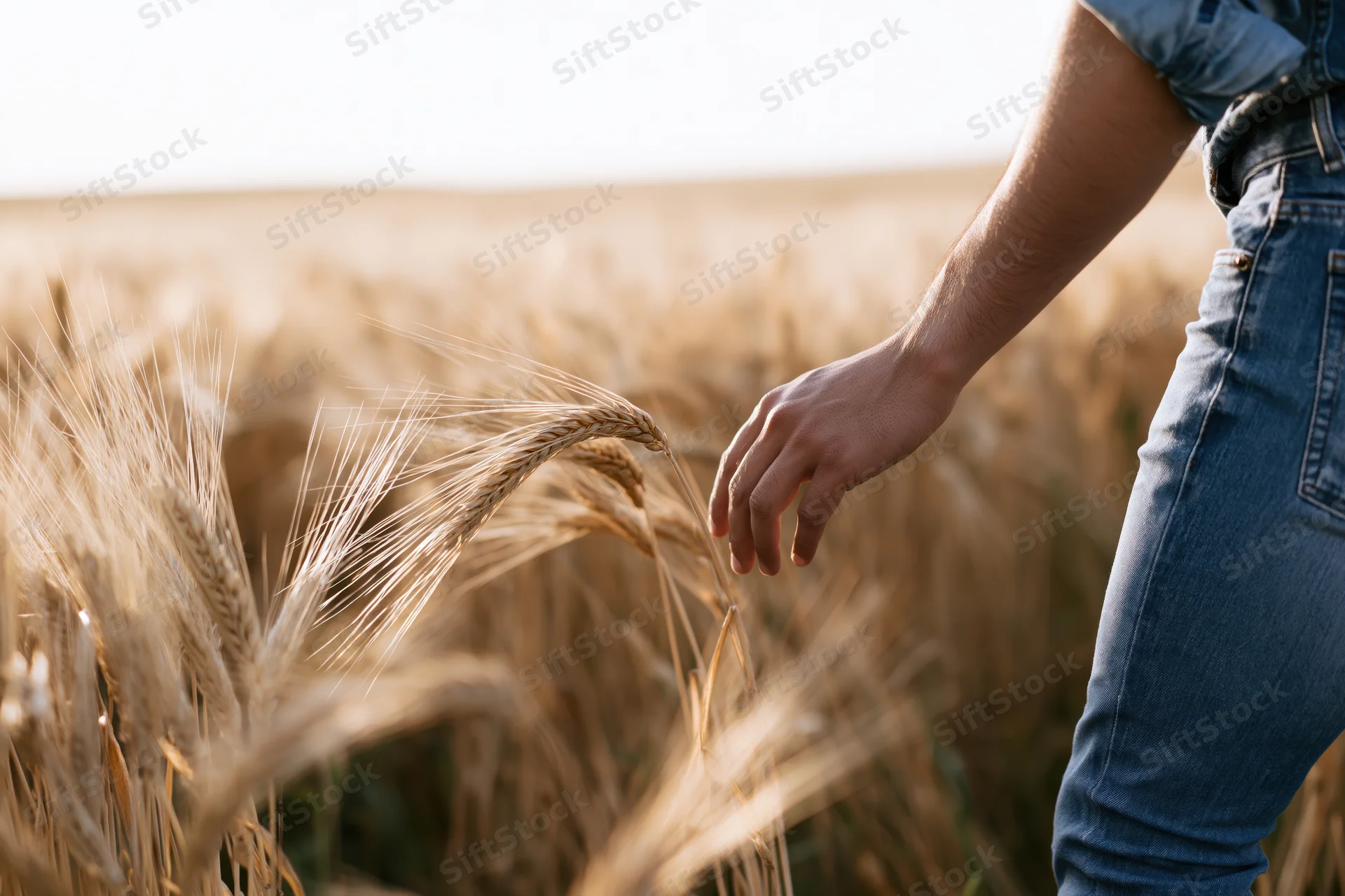 Woman’s hand gently touching wheat stalks in a golden field