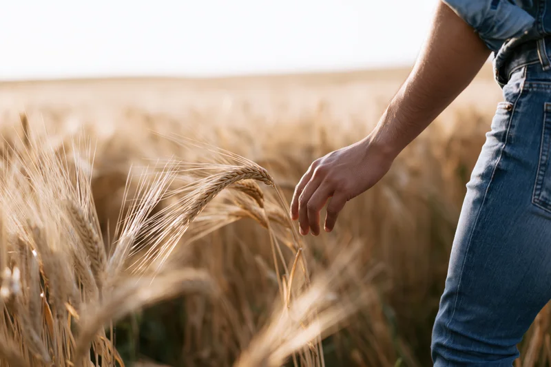 Woman’s hand gently touching wheat stalks in a golden field
