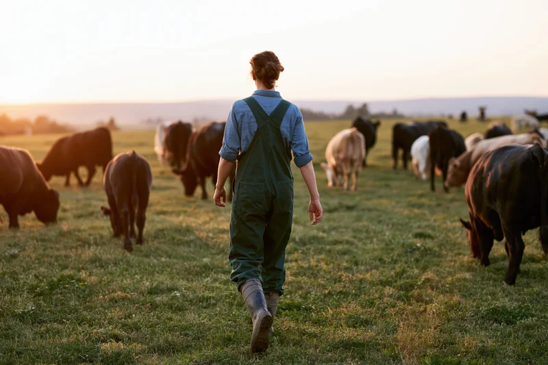 Woman in green overalls walking through a pasture with cattle at sunset