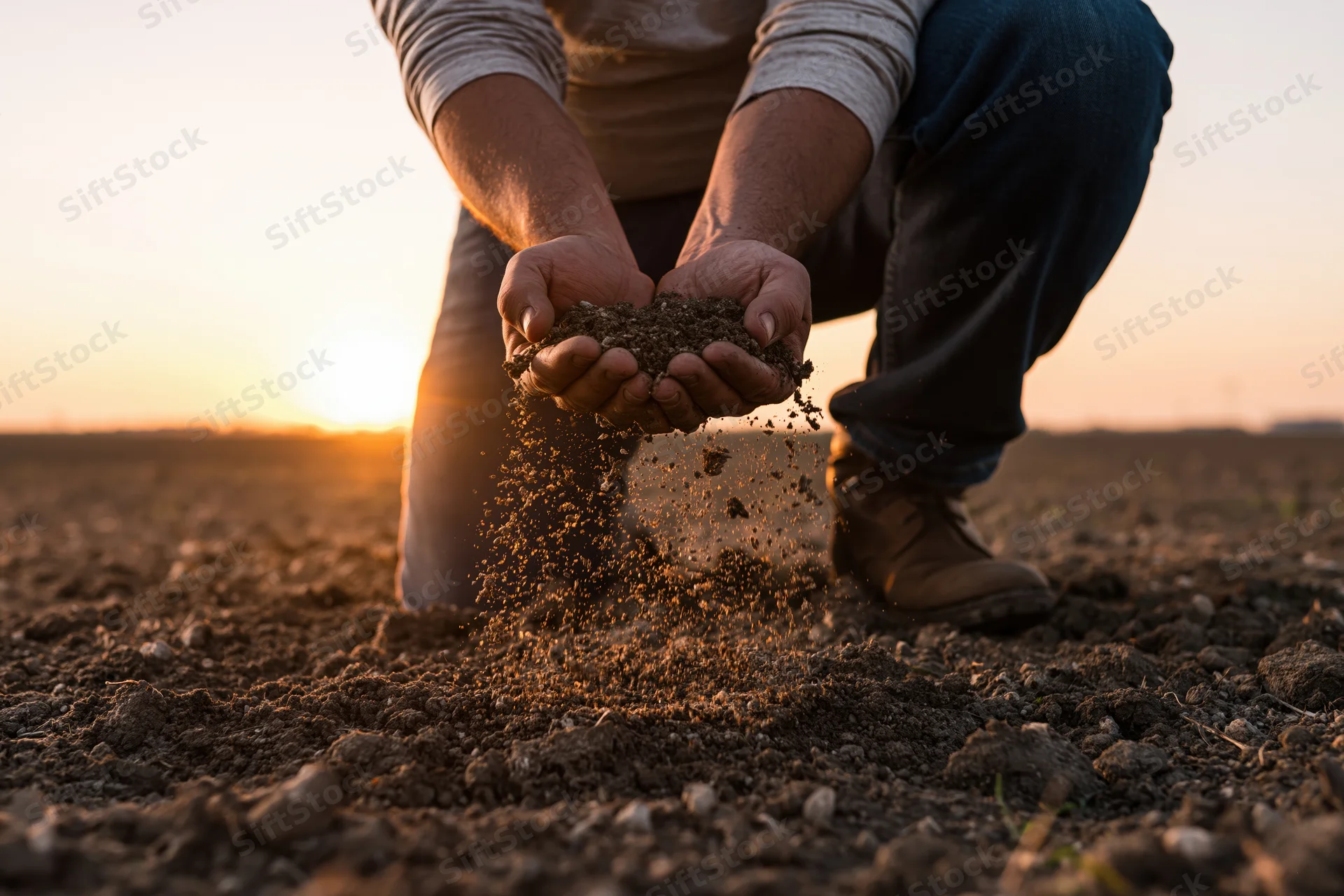 Farmer kneeling in field holding soil that falls from hands at sunset