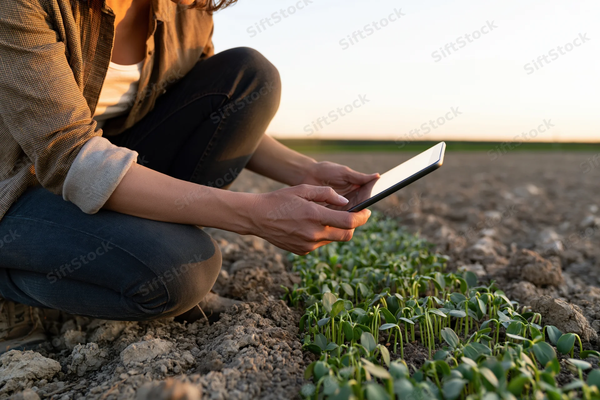 Woman crouching in a field using tablet to inspect young crops