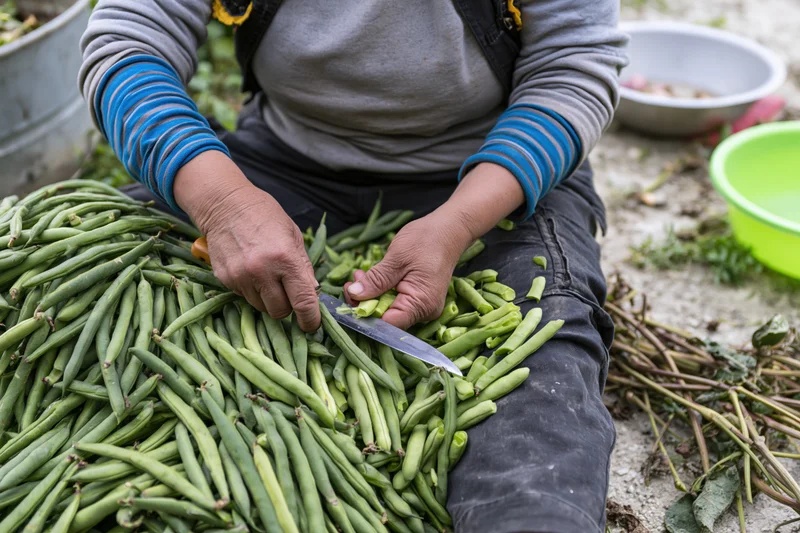 Woman cutting green beans with a knife while sitting outdoors on a farm