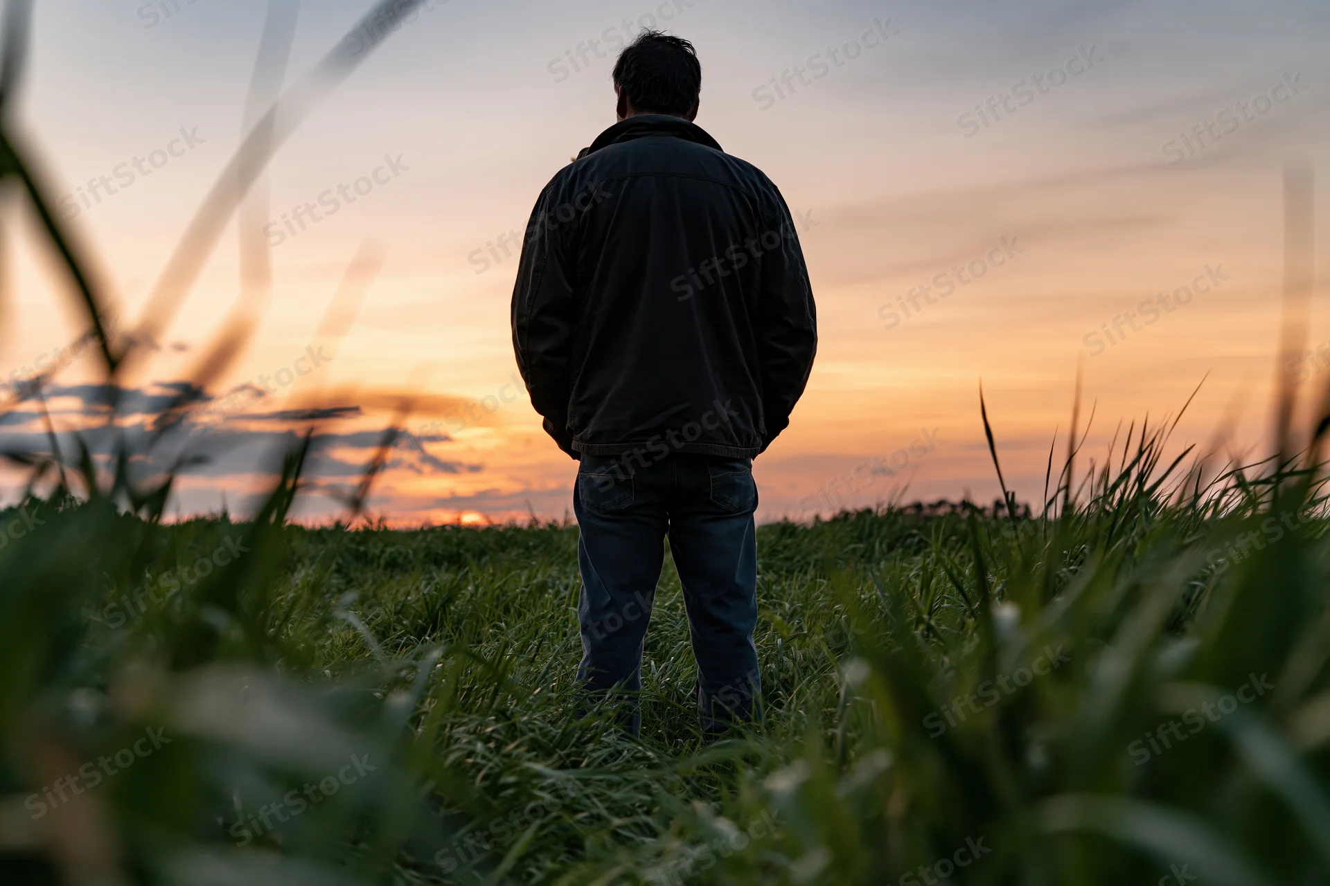 Man standing in a cornfield at sunset viewed from behind