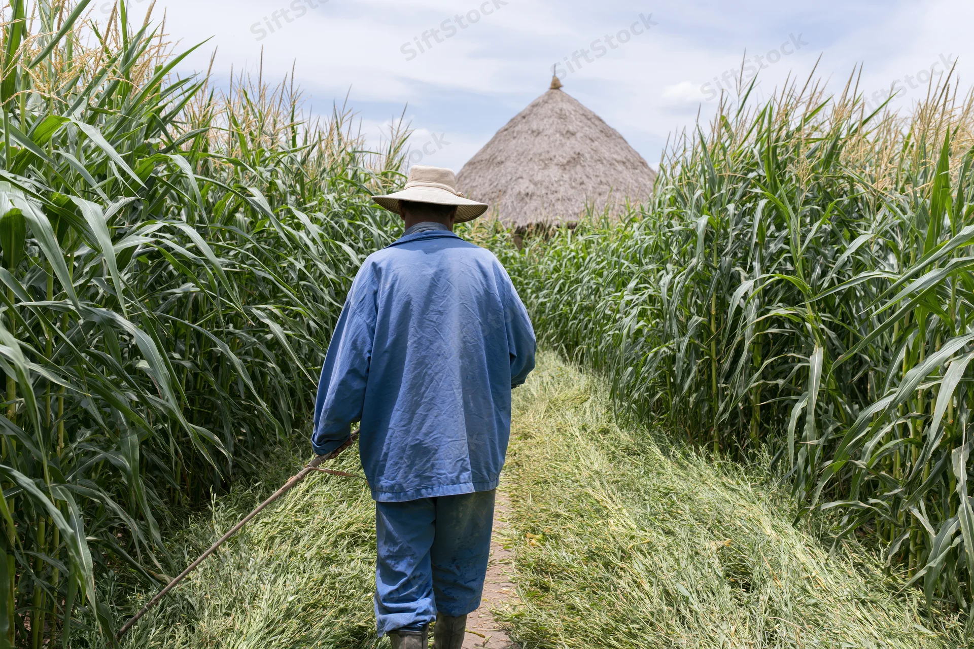 Man in blue overalls and hat walking along a path through a cornfield toward a thatched roof hut