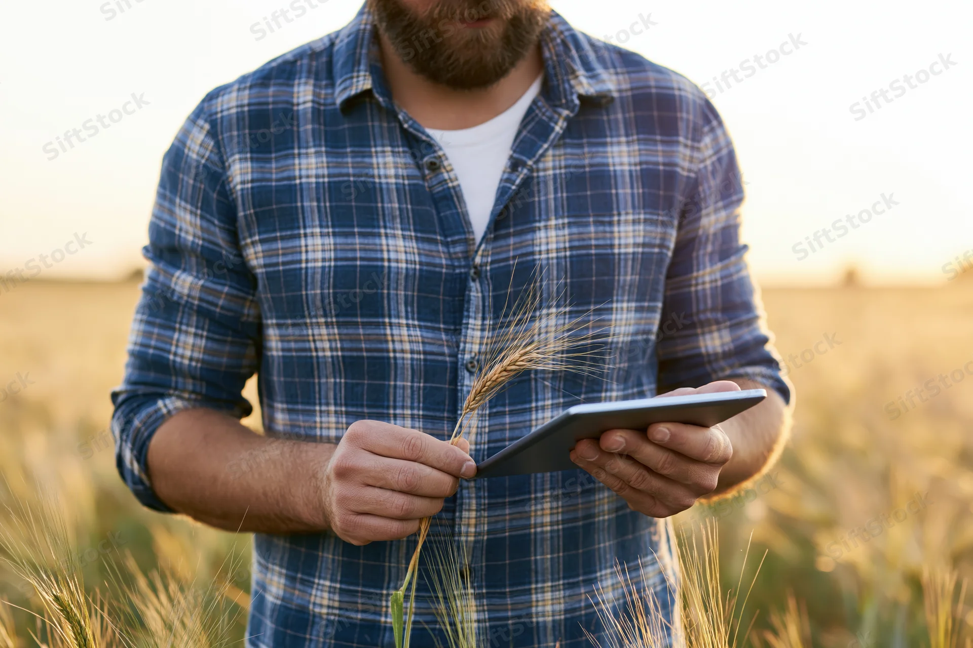 Man in plaid shirt holding wheat stalk and tablet in field during sunset