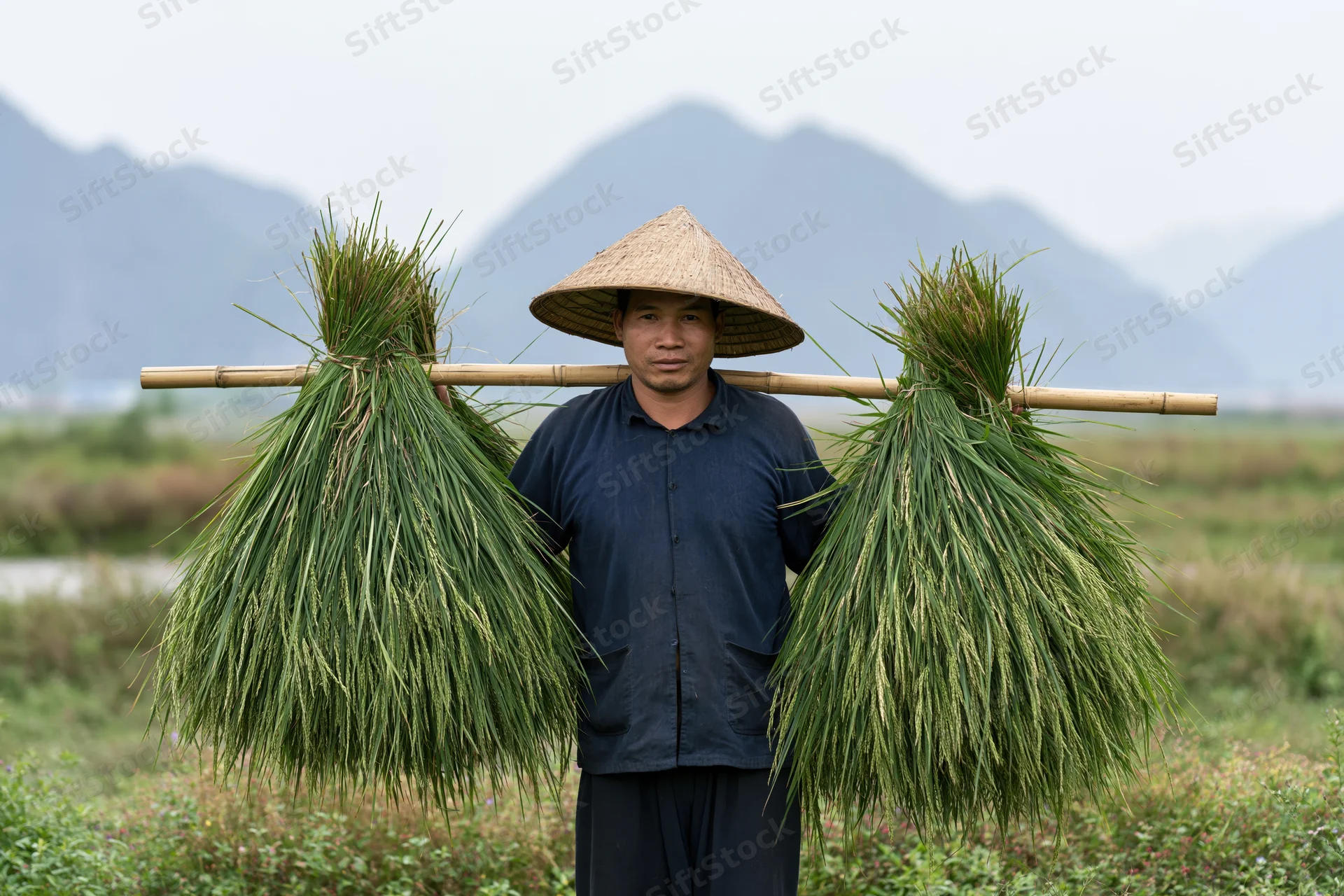 Man carrying harvested rice stalks on bamboo pole in field with mountains behind