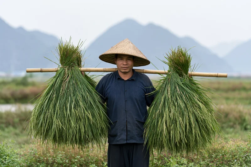 Man carrying harvested rice stalks on bamboo pole in field with mountains behind