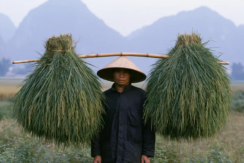 Man carrying rice bundles on a bamboo pole in a field with mountains behind
